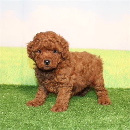 Dark red Toy Poodle 970