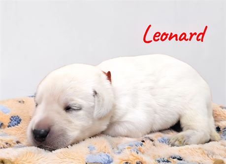 AKC Male Yellow Lab