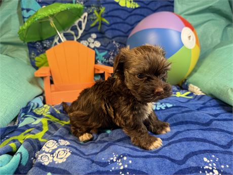 Havanese - June’s # 2 (M)