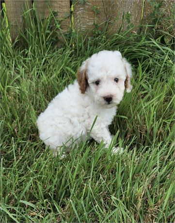 AKC Mini Poodles - #5727