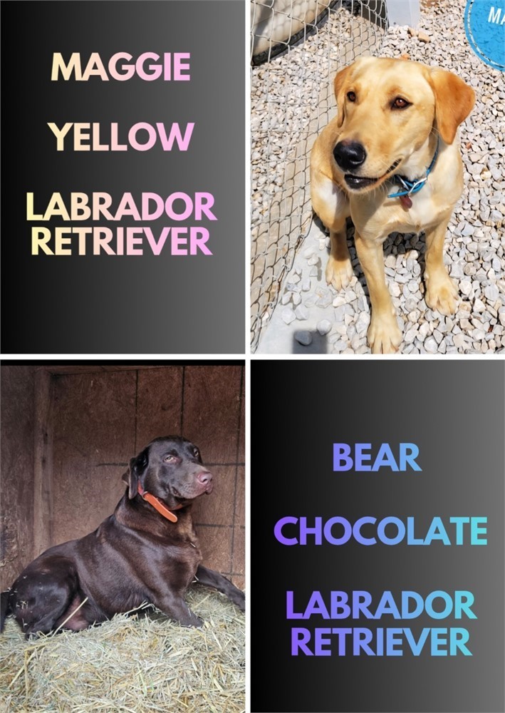 AKC Male Chocolate Lab