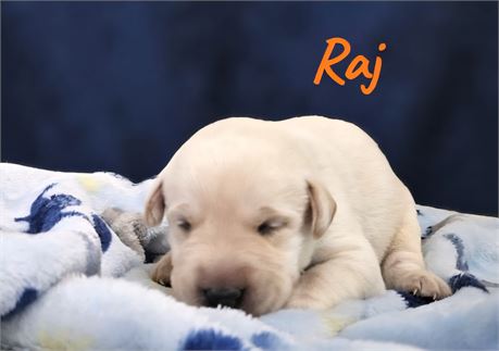 AKC Male Yellow Lab