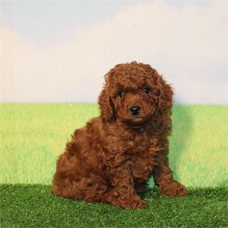 Dark red Toy Poodle 969