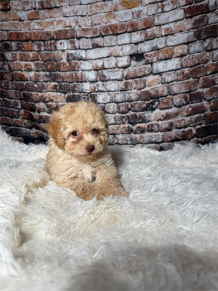 F2 mini golden doodle
