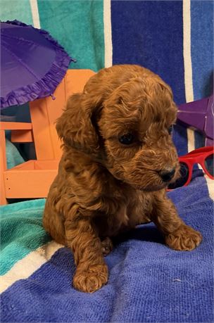 Toy Poodle - Isabelle’s # 4 (F)