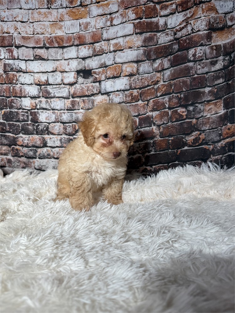 F2 mini golden doodle