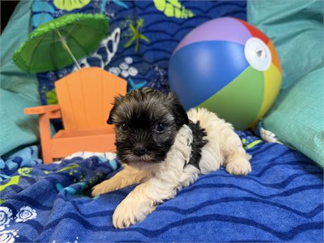 Havanese - June’s # 3 (F)