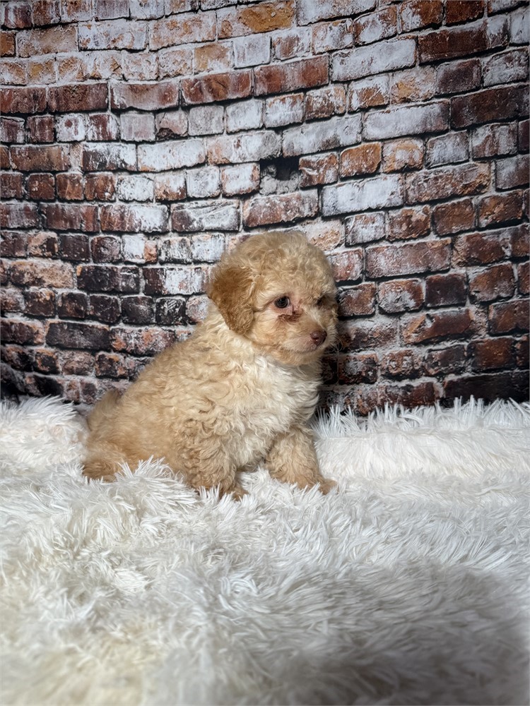 F2 mini golden doodle