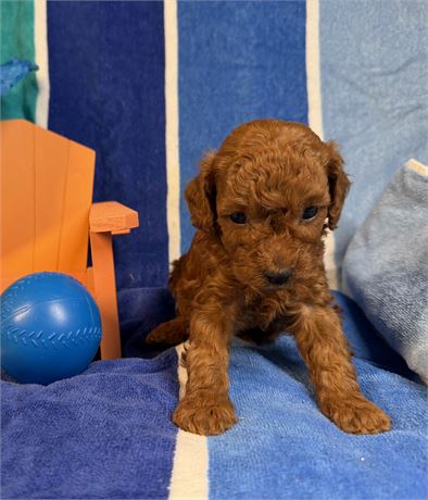 Toy Poodle - Isabelle’s # 3 (M)