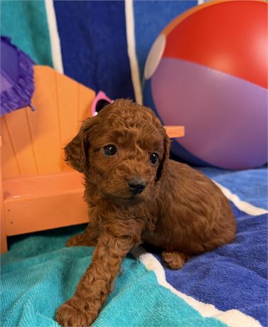 Toy Poodle - Isabelle’s # 6 (F)