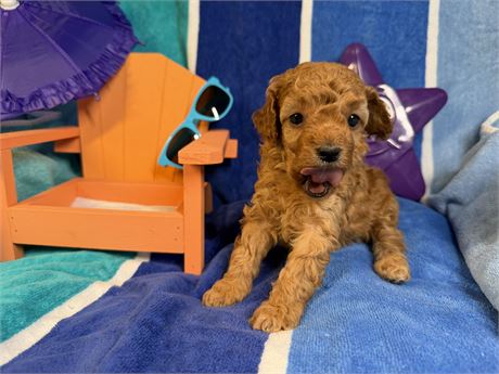 Toy Poodle - Isabelle’s # 5 (F)