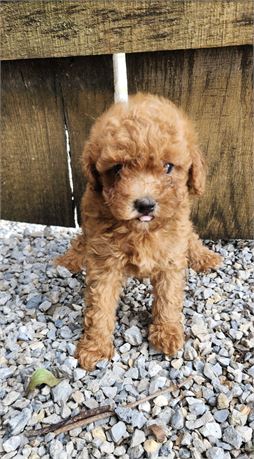 AKC Mini Poodles - #5730