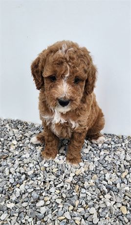 AKC Mini Poodles - #5731