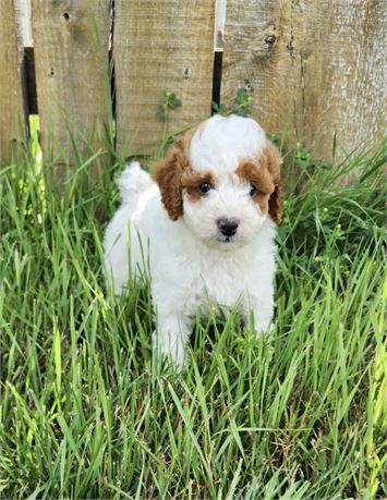 AKC Mini Poodles - #5725