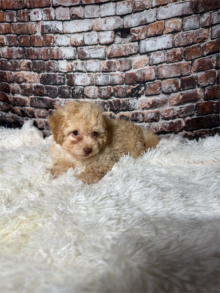 F2 mini golden doodle