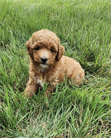 AKC Mini Poodles - #5729