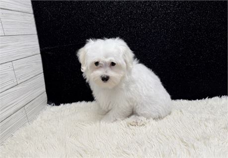 Male Maltese