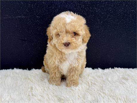 Male Toy Poodle