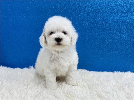 Male Toy poodle