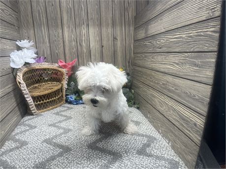 Male Maltese