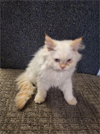 Himalayan flame-point male