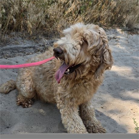 F!b  Goldendoodle CAL's Riata