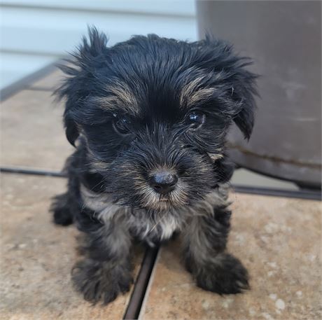 AKC.  MALE. 1LB 7OZ