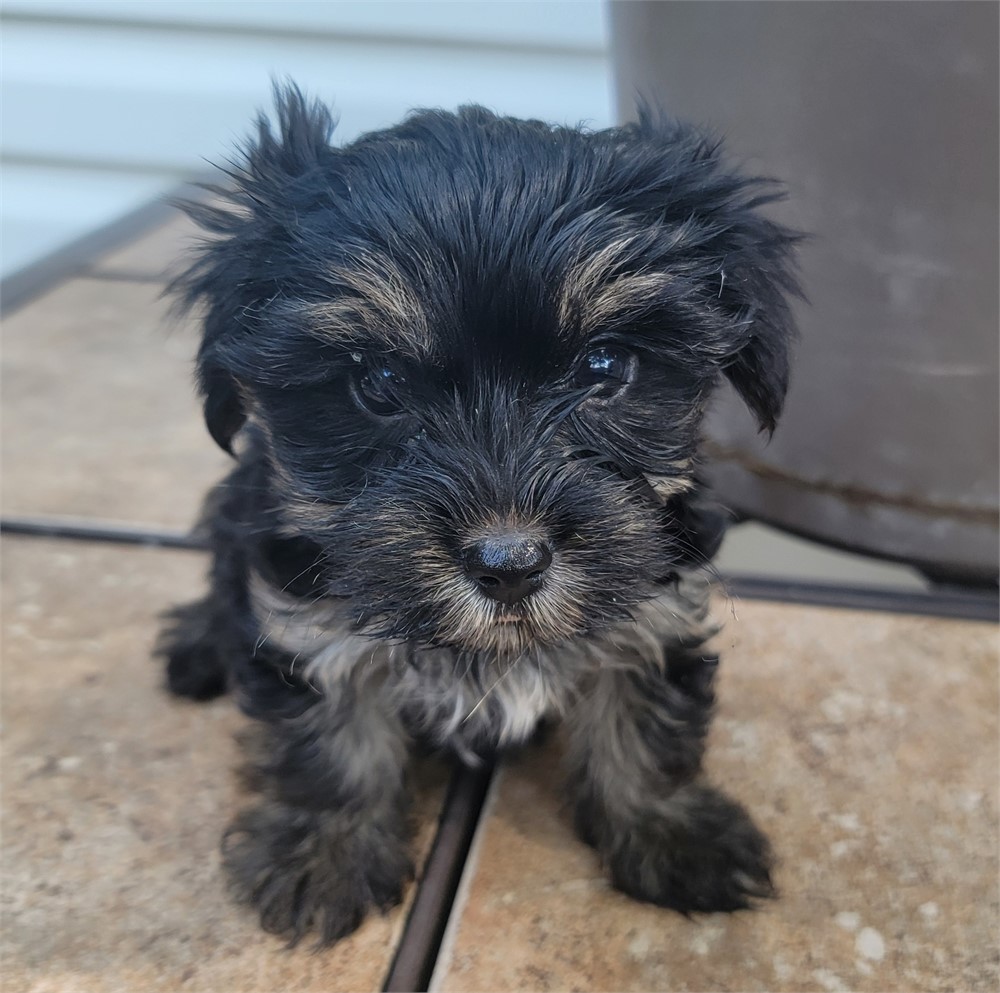 AKC.  MALE. As 8/14.     2lb 5 oz