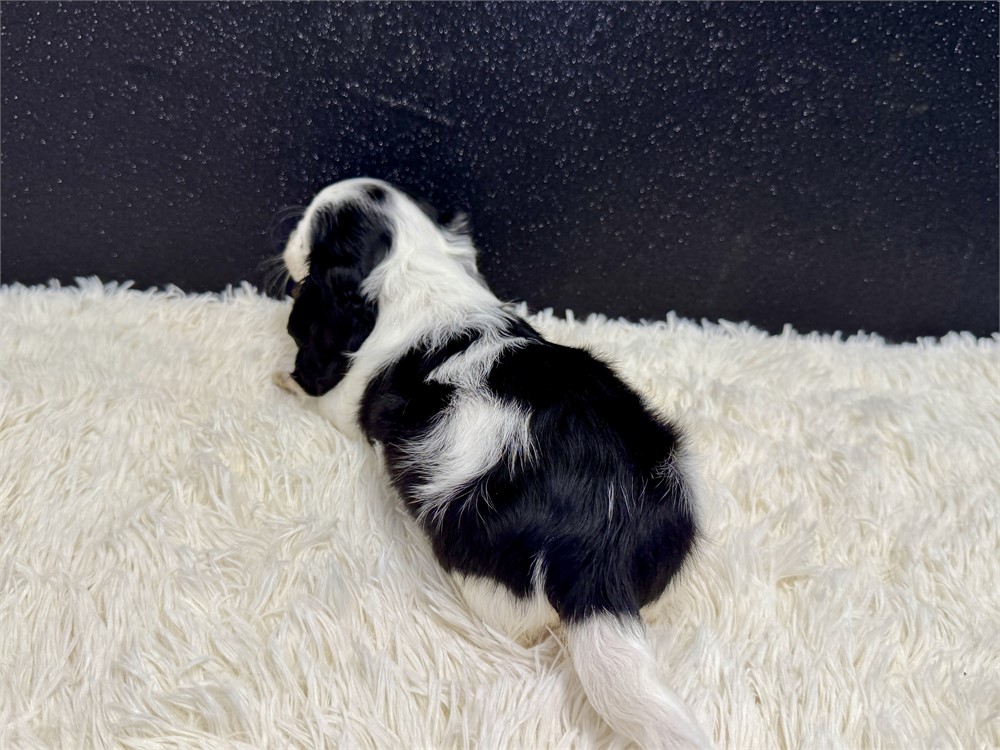 Male Long Hair miniature dachshund