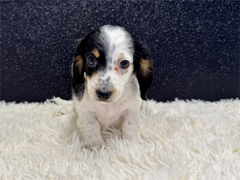 Male Long Hair miniature dachshund