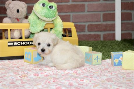 Female Maltipoo 3157