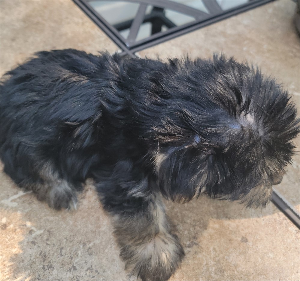 AKC.  MALE. As 8/14.     2lb 5 oz
