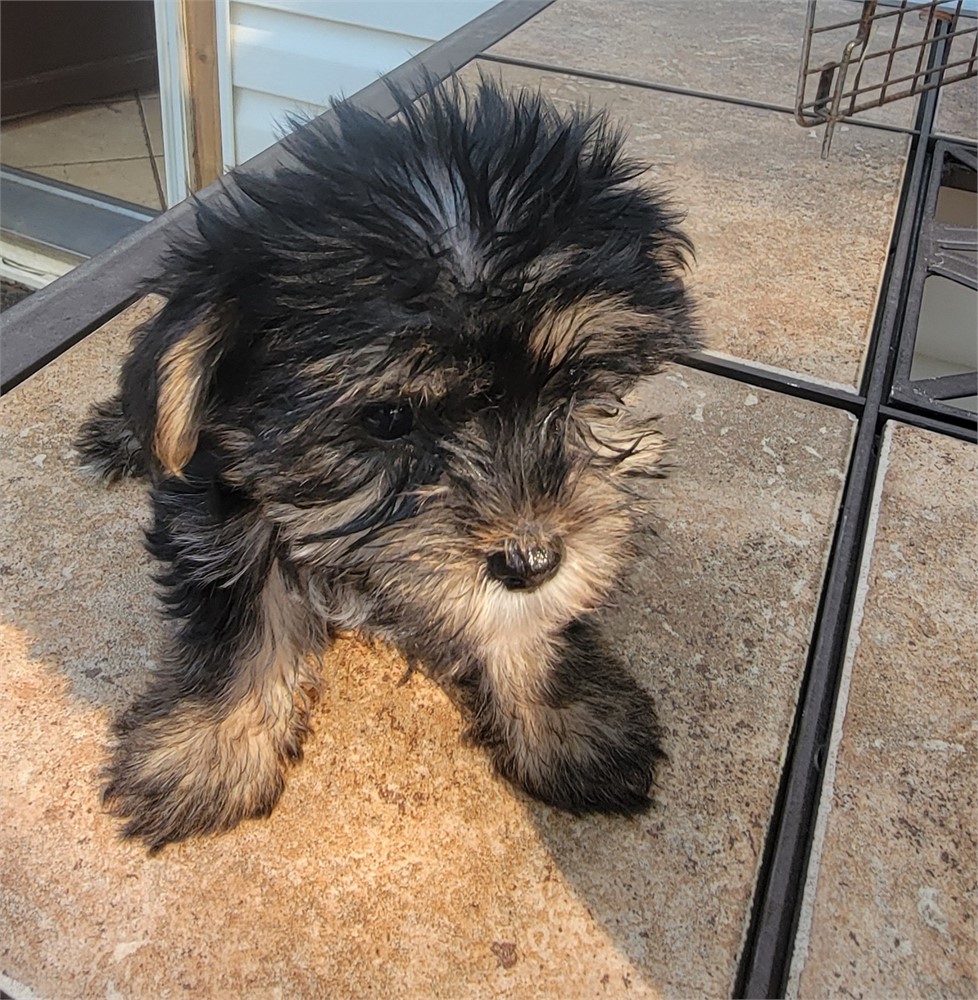 AKC.  MALE. As 8/14.     2lb 5 oz