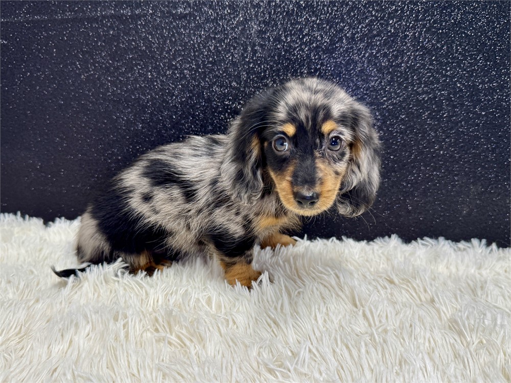Male Miniature Dachshund- Long Coat