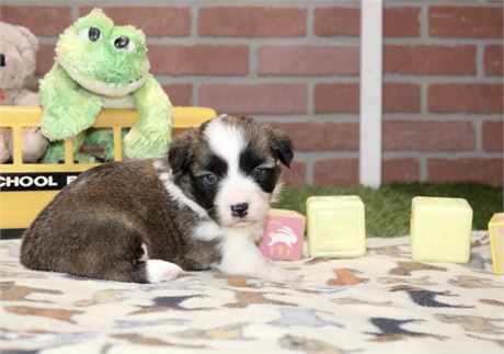 Pembroke Cardigan Corgi Female 3172