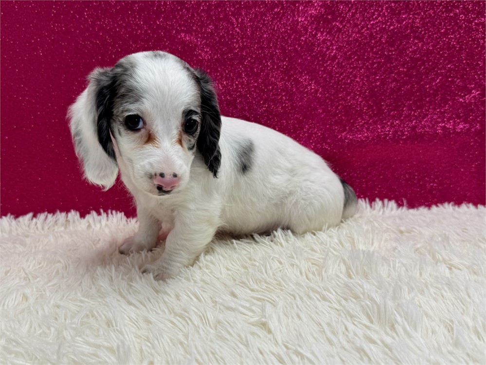 Female Miniature Dachshund- Long Coat