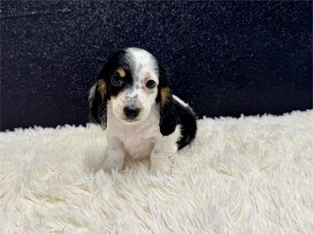 Male Long Hair miniature dachshund