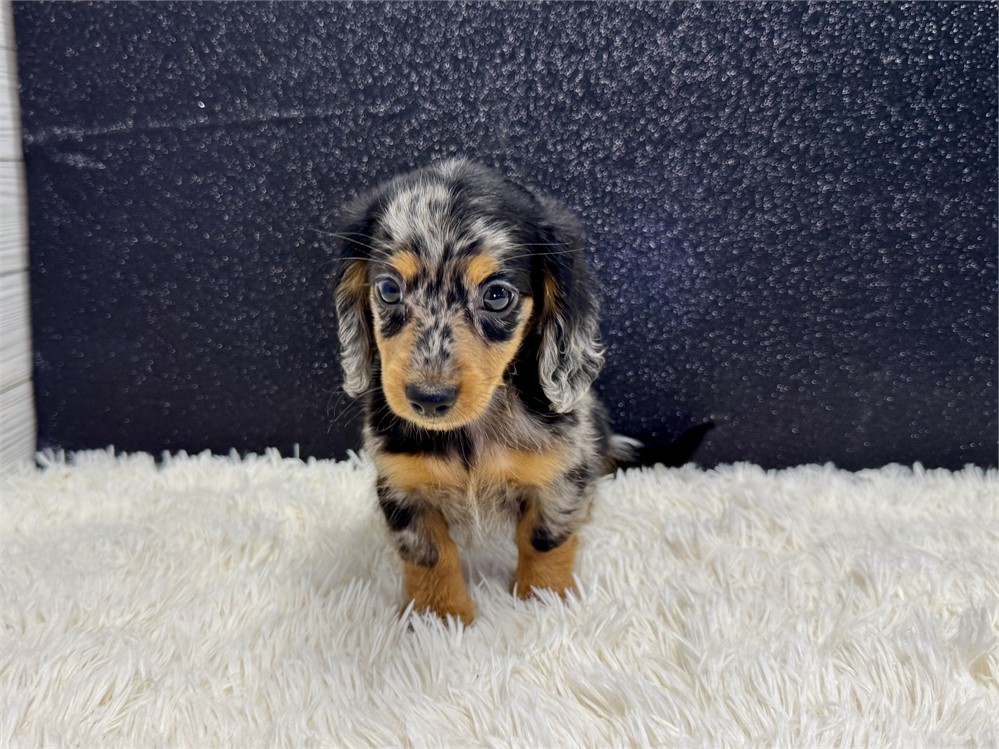 SMALL Male Miniature Dachshund- Long Coat