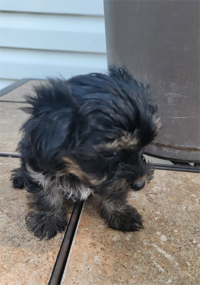 AKC.  MALE. As 8/14.     2lb 5 oz