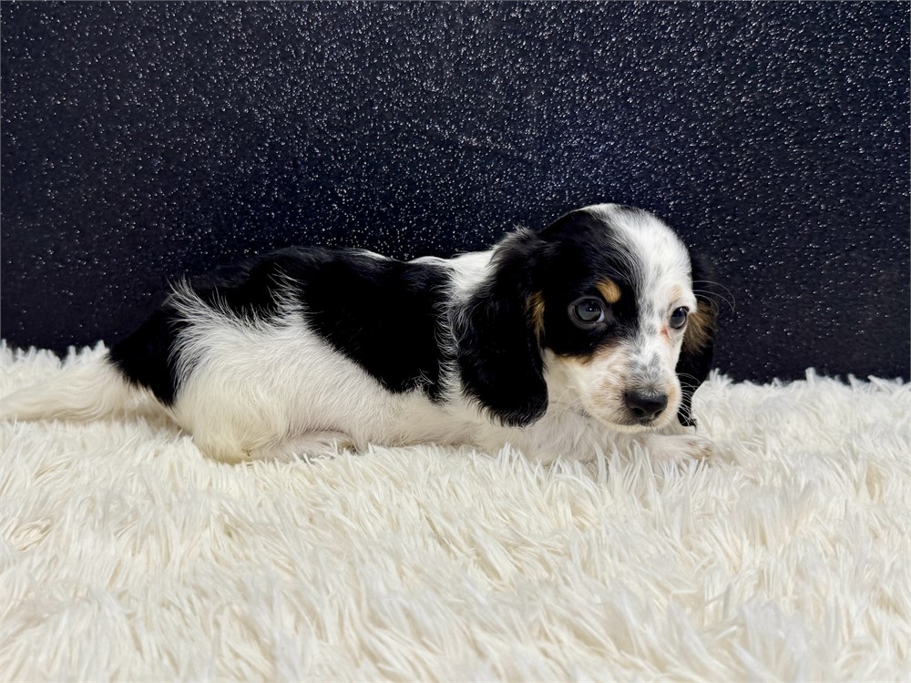 Male Long Hair miniature dachshund