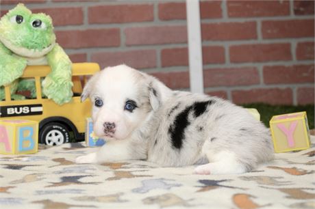 Pembroke Cardigan Corgi Female 3174