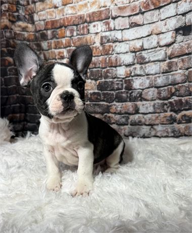 Feisty little male