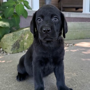 AKC Champion Bloodline English Labrador - Misty