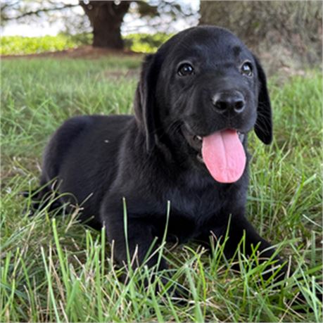 AKC Champion Bloodline English Labrador - Meggie