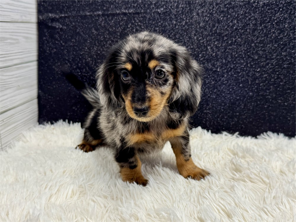 Male Miniature Dachshund- Long Coat