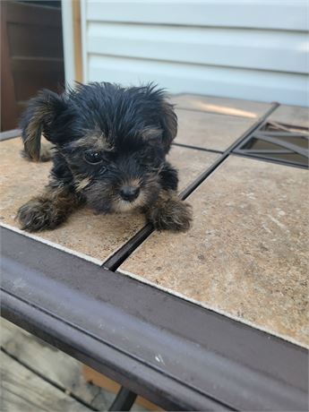 AKC.  MALE. 1LB 1oz