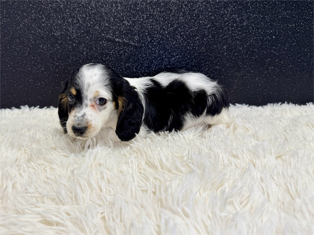 Male Long Hair miniature dachshund