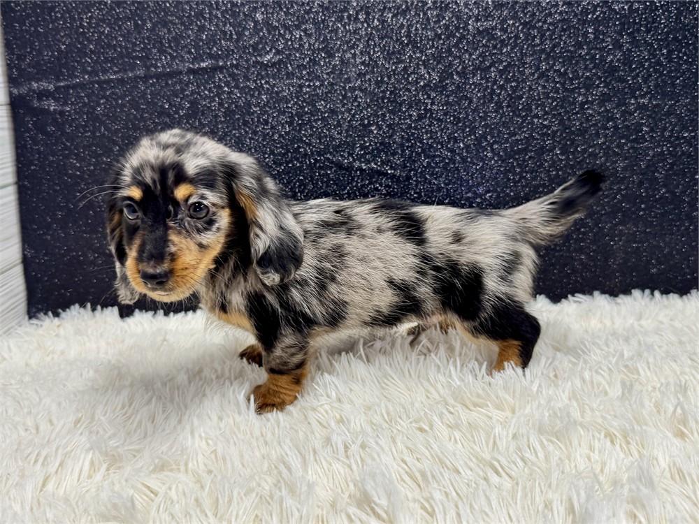 Male Miniature Dachshund- Long Coat
