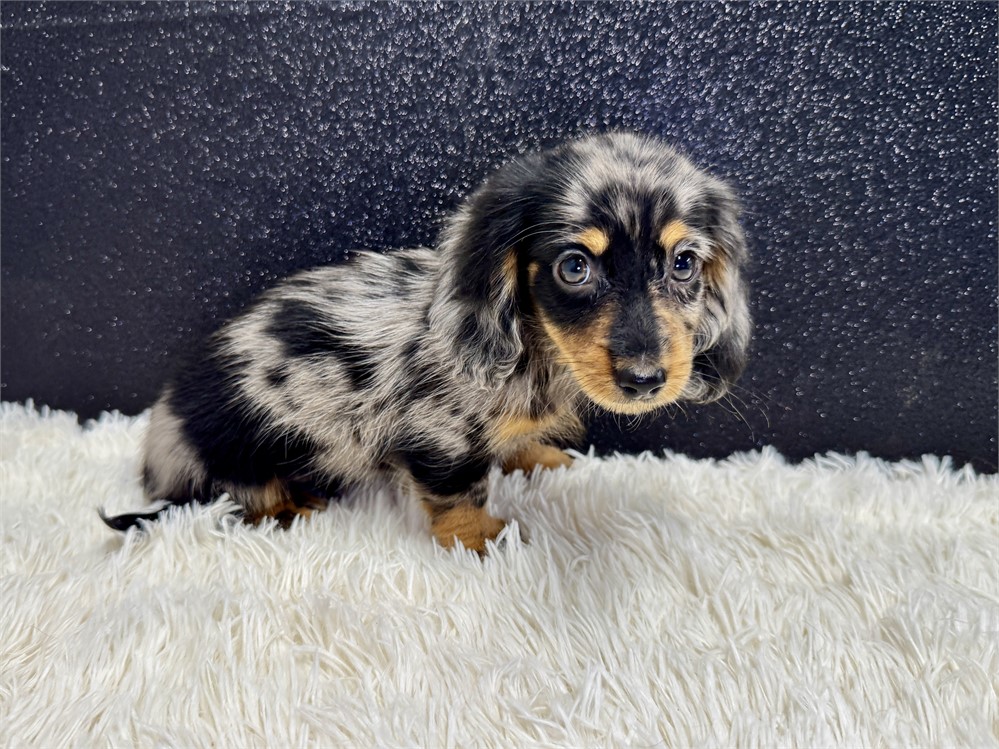 Male Miniature Dachshund- Long Coat