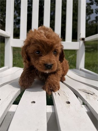 Beautiful Dark Red Male